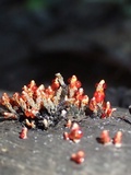 Diderma globosum image