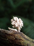 Xylaria cubensis image