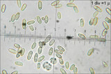 Rhizopogon obtextus image