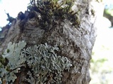 Physconia americana image