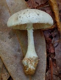 Amanita canescens image