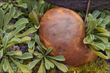 Rhizopogon obtextus image