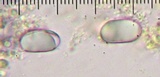 Amanita canescens image