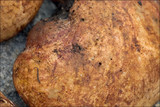 Rhizopogon obtextus image