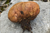 Rhizopogon obtextus image