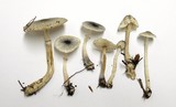 Lepiota atrodisca image