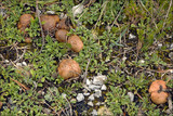 Rhizopogon obtextus image