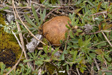 Rhizopogon obtextus image