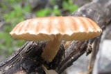 Heliocybe sulcata image