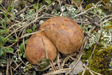 Rhizopogon obtextus image