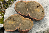 Rhizopogon obtextus image