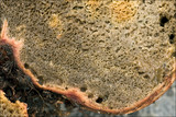 Rhizopogon obtextus image