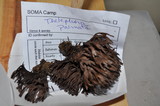 Thelephora palmata image