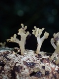 Calocera arborea image