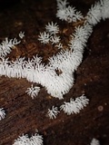 Ceratiomyxa fruticulosa var. fruticulosa image