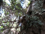 Parmelia pseudosulcata image