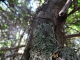 Parmelia pseudosulcata image