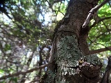 Parmelia pseudosulcata image