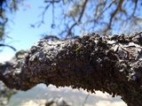 Melanelixia californica image