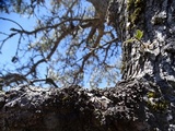 Melanelixia californica image