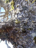 Melanelixia californica image