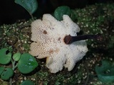 Polyporus guianensis image