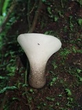 Bresadolia uda image