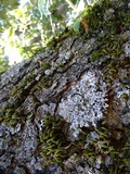Physconia americana image