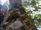 Physconia americana image