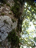 Physconia americana image