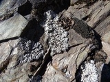 Physcia phaea image