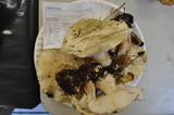 Tricholoma saponaceum image