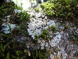 Phaeophyscia ciliata image