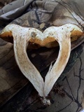 Xanthoconium affine image