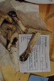 Tricholoma virgatum image