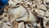 Lentinus polychrous image