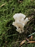 Tremellodendron schweinitzii image