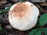 Tylopilus peralbidus image