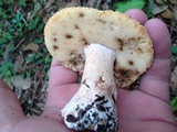 Tylopilus peralbidus image