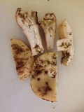 Tylopilus peralbidus image
