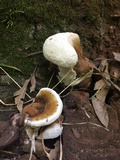 Ganoderma lobatum image