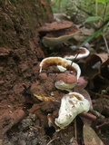 Ganoderma lobatum image