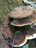 Ganoderma lobatum image