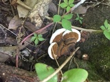 Ganoderma lobatum image
