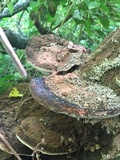 Ganoderma lobatum image