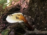 Ganoderma lobatum image
