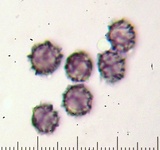 Lactarius subvernalis image