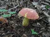 Boletus speciosus image