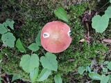 Russula paludosa image