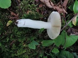Russula paludosa image